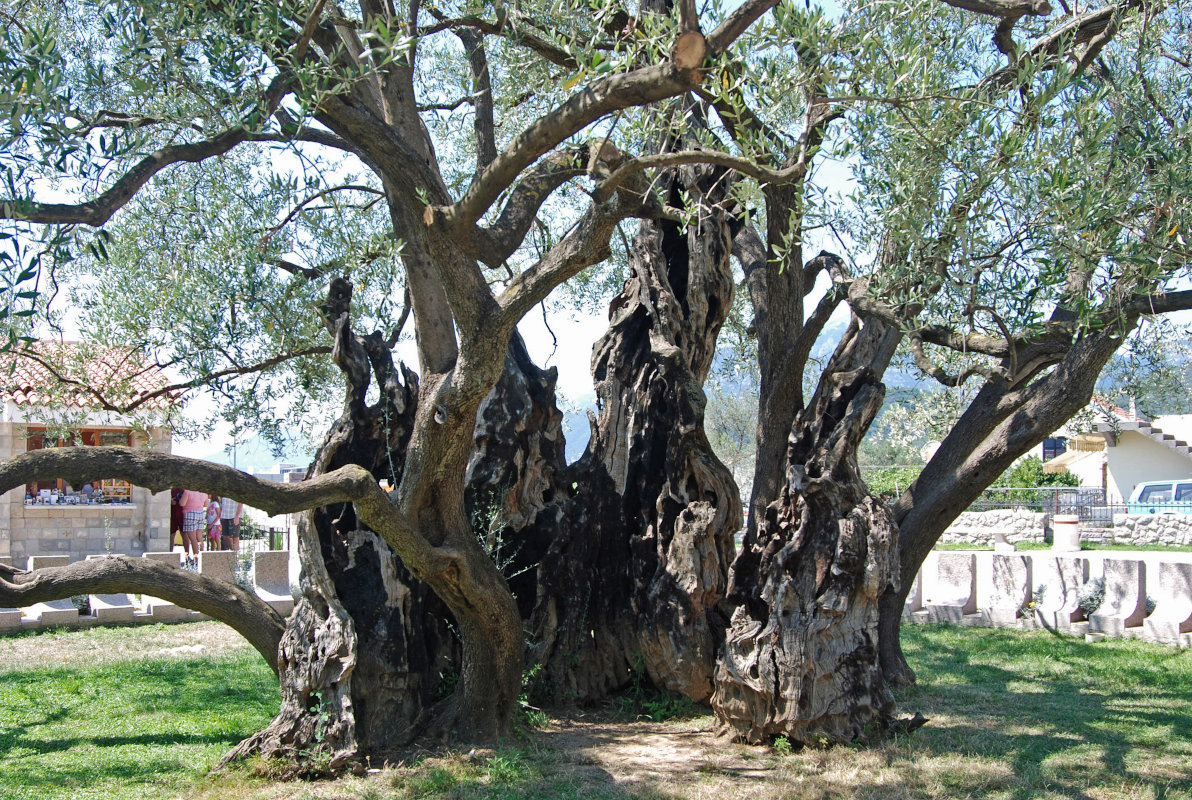 Image of Olea europaea specimen.