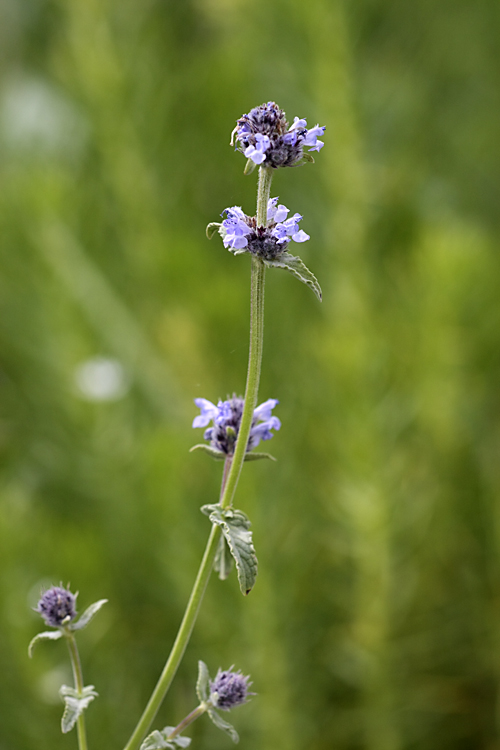 Image of Nepeta alatavica specimen.