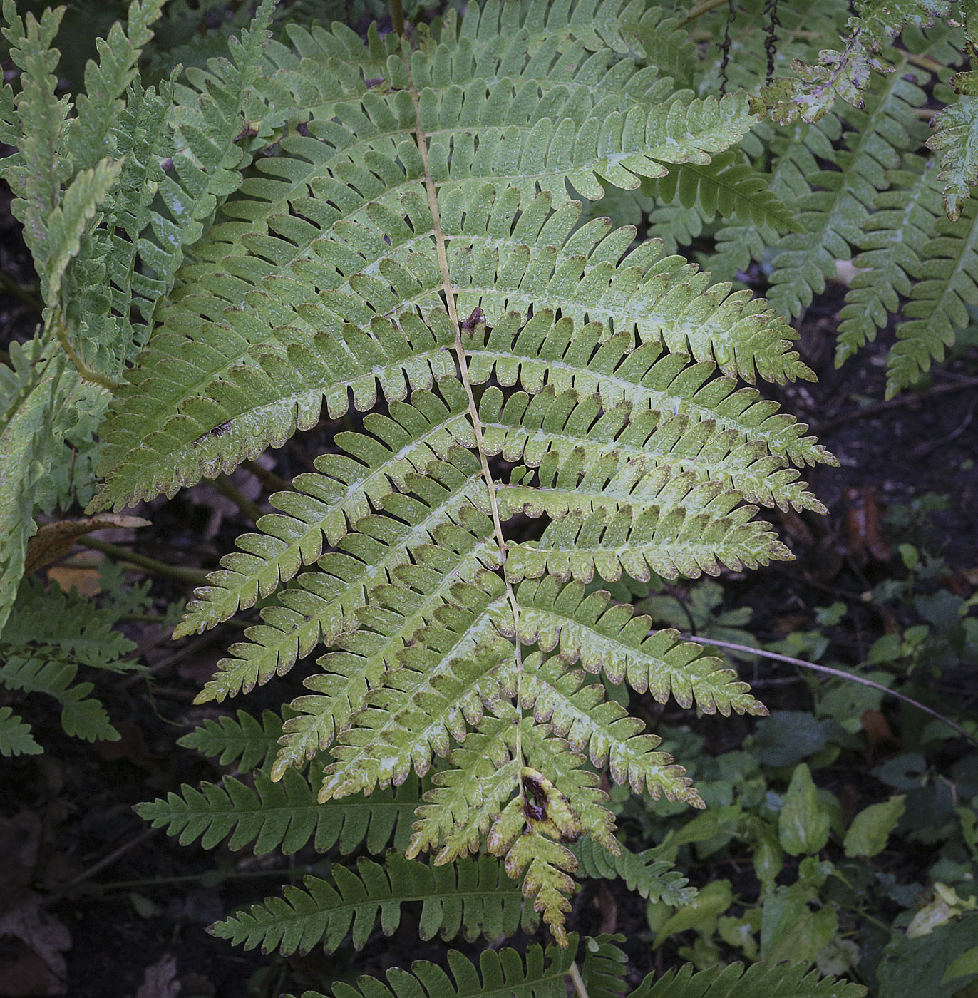 Image of Osmundastrum claytonianum specimen.