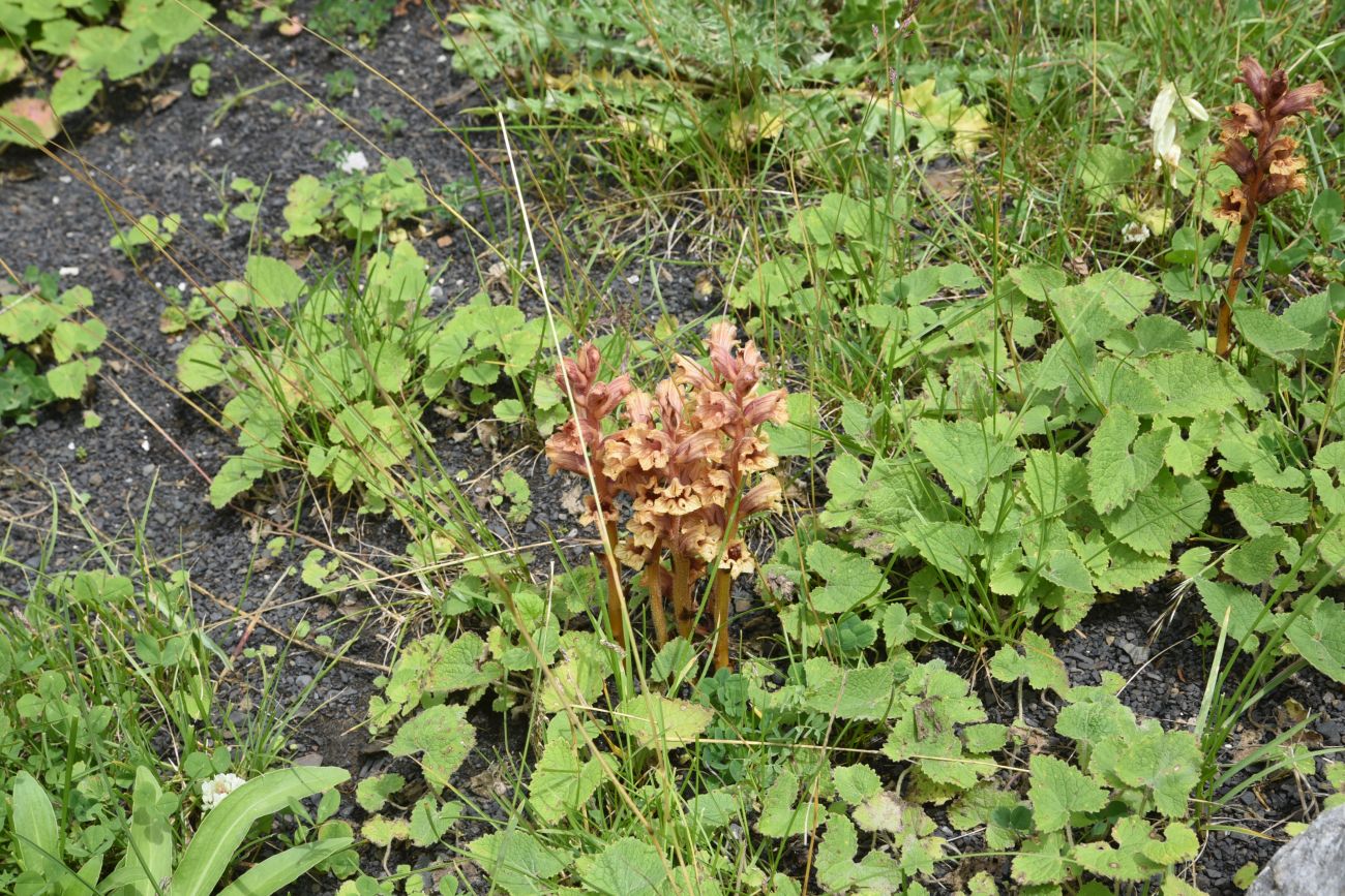 Image of Orobanche campanulae specimen.