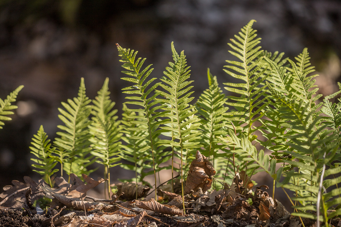 Изображение особи Polypodium vulgare.