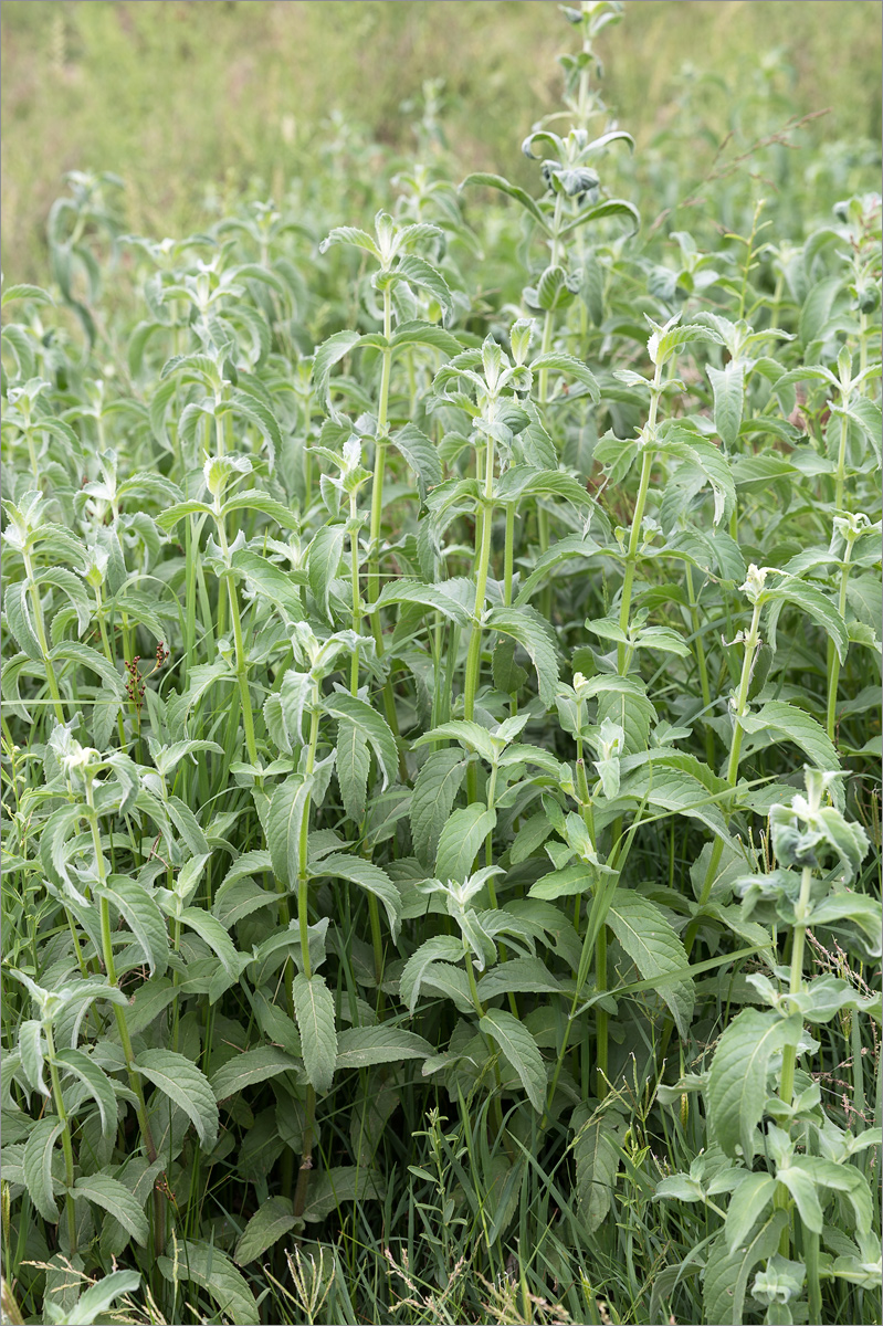 Image of genus Mentha specimen.