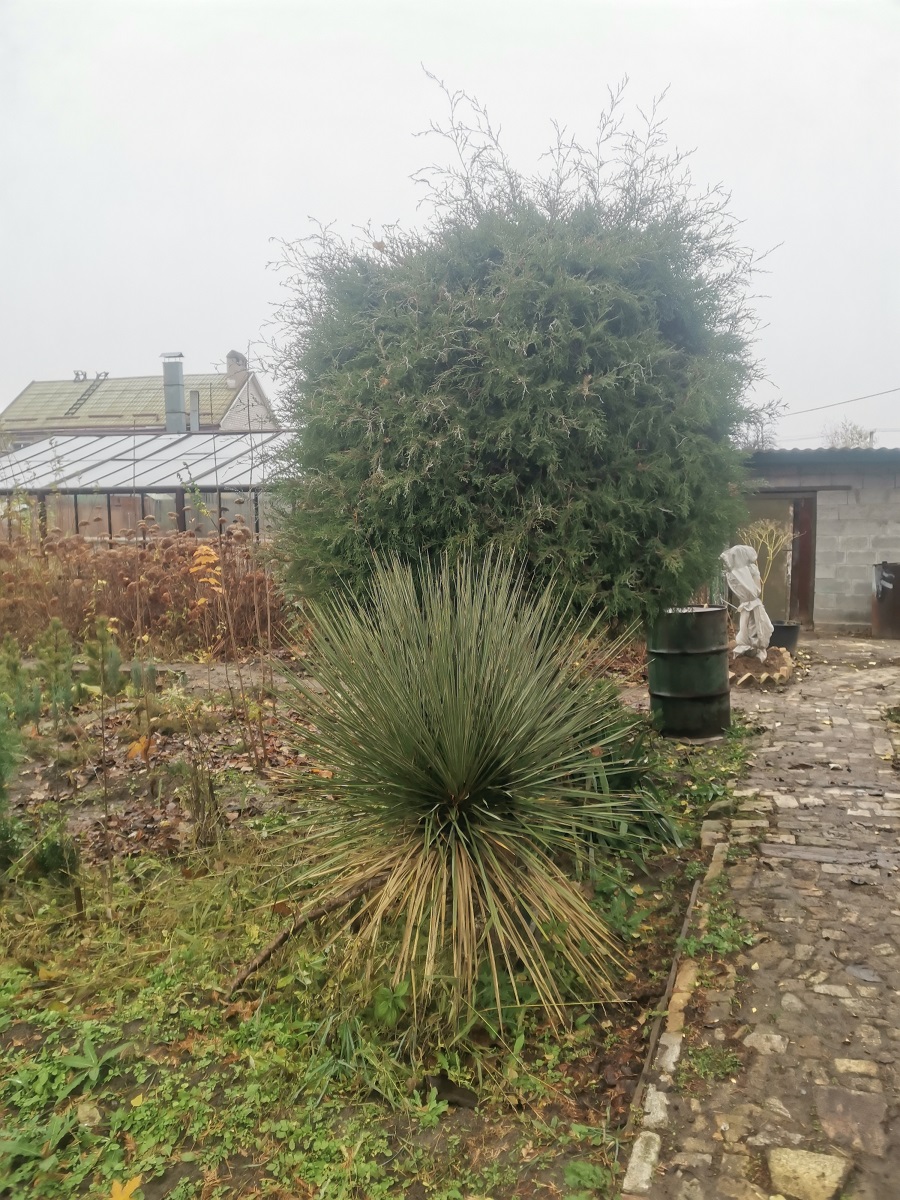 Image of genus Yucca specimen.