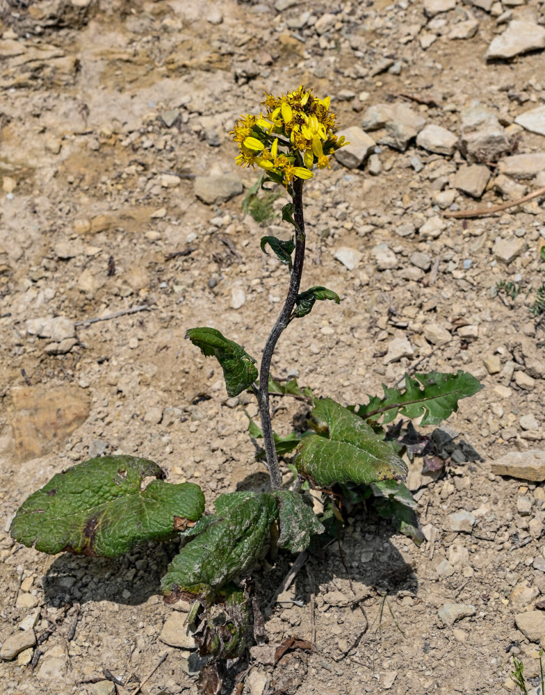 Image of Ligularia thomsonii specimen.