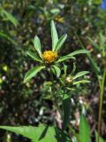 Bidens frondosa. Верхушка растения с раскрывшимся и нераскрывшимся соцветиями. Томск, правобережная пойма р. Томь, заросли кустарников. 06.09.2021.