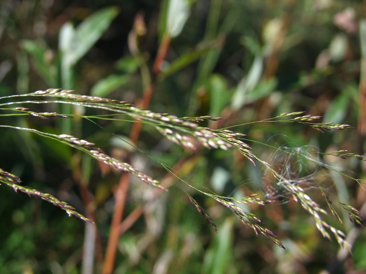 Изображение особи Agrostis clavata.