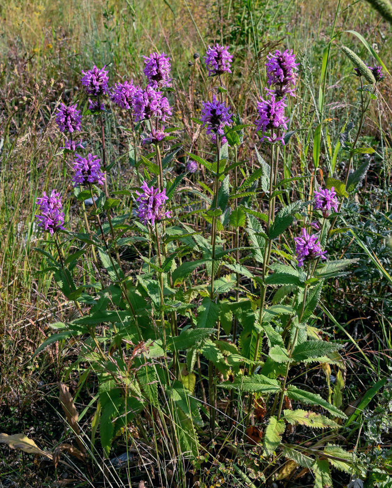 Изображение особи Betonica betoniciflora.