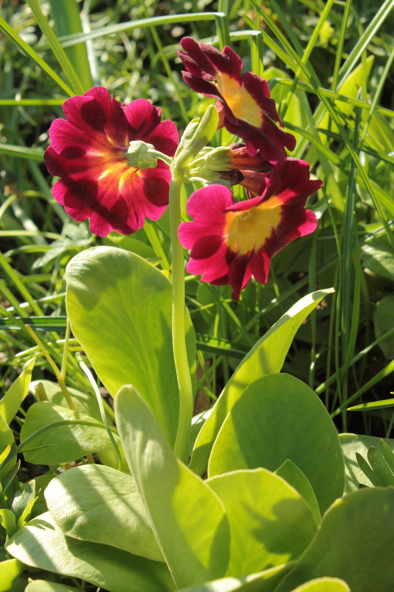 Image of Primula &times; pubescens specimen.