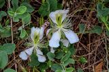 Capparis herbacea. Цветки. Грузия, г. Тбилиси, сухой склон. 10.06.2023.