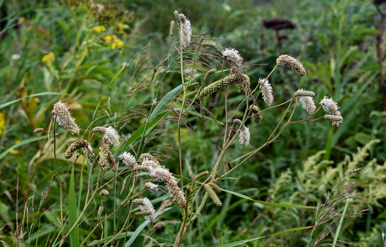 Image of Sanguisorba tenuifolia specimen.