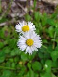 Bellis perennis. Соцветия. Краснодарский край, г/о Сочи, Адлерский р-н, окр. пгт Красная поляна, опушка широколиственного леса. 09.04.2022.