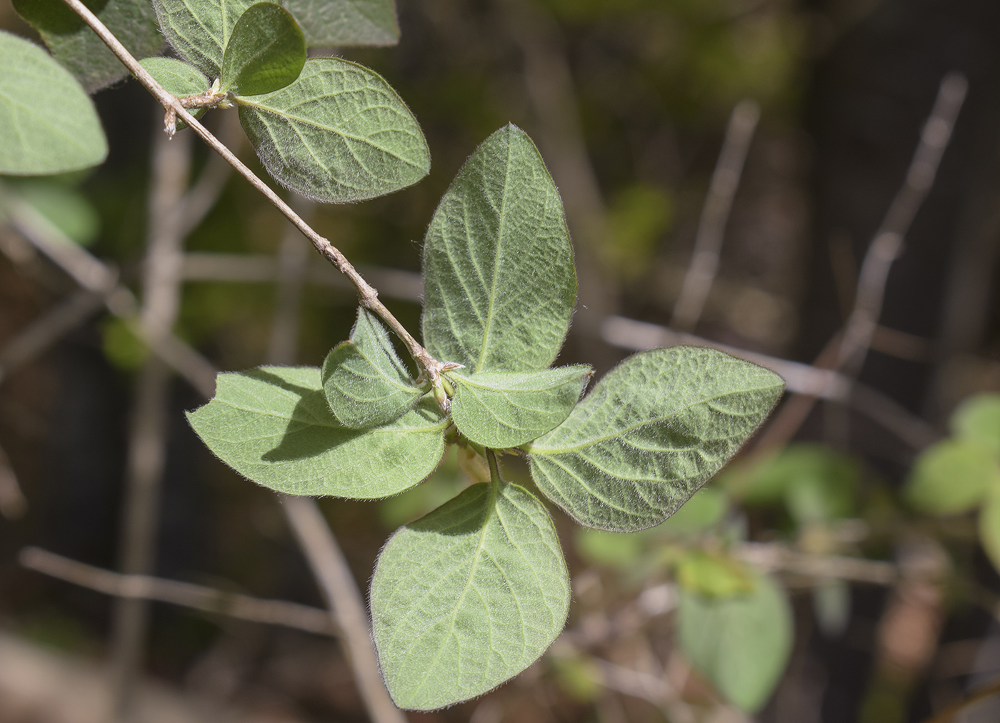 Изображение особи Lonicera xylosteum.