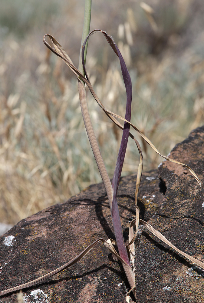 Image of Allium atroviolaceum specimen.