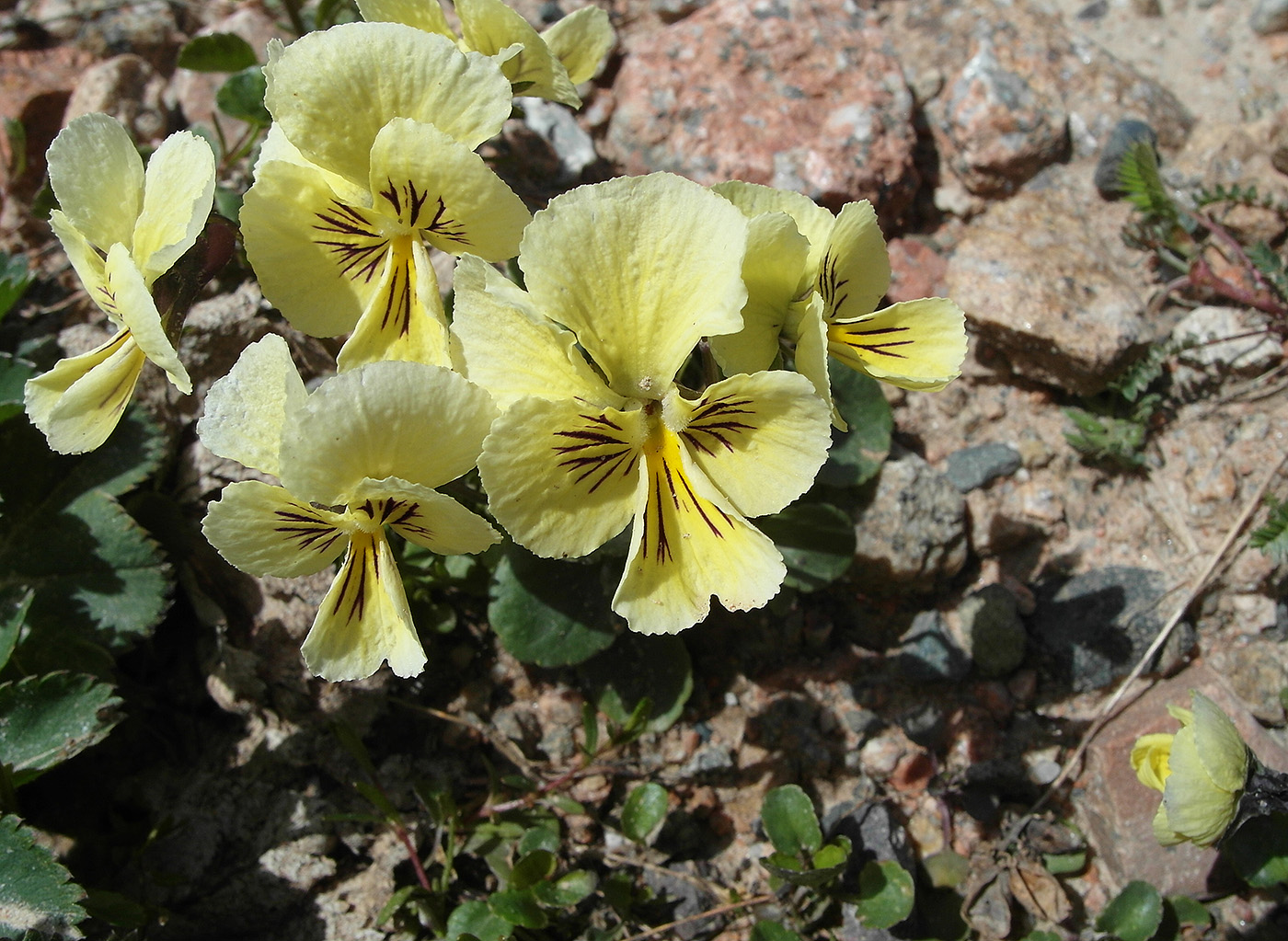 Image of Viola altaica specimen.