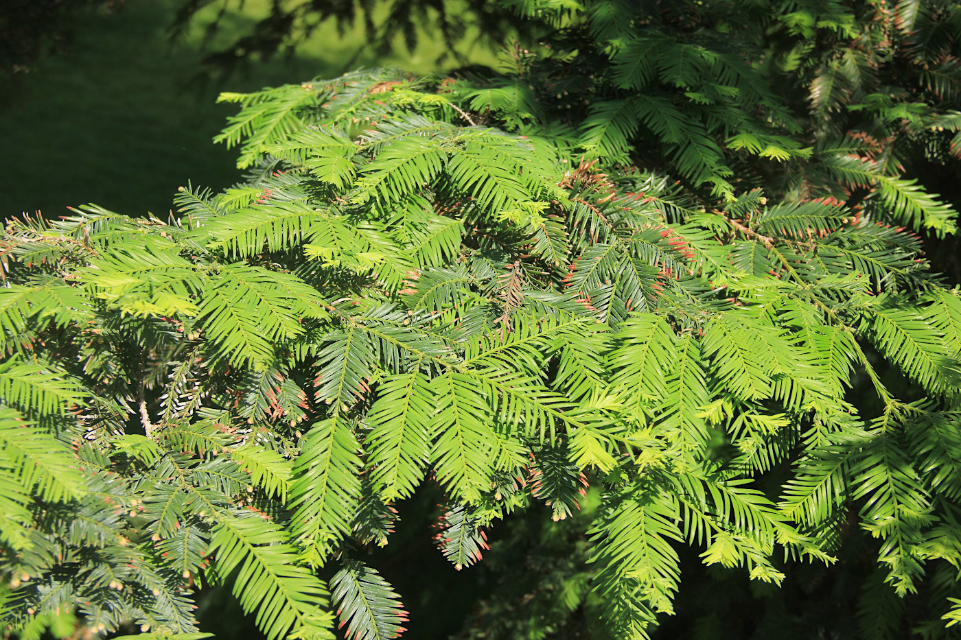 Image of Sequoia sempervirens specimen.