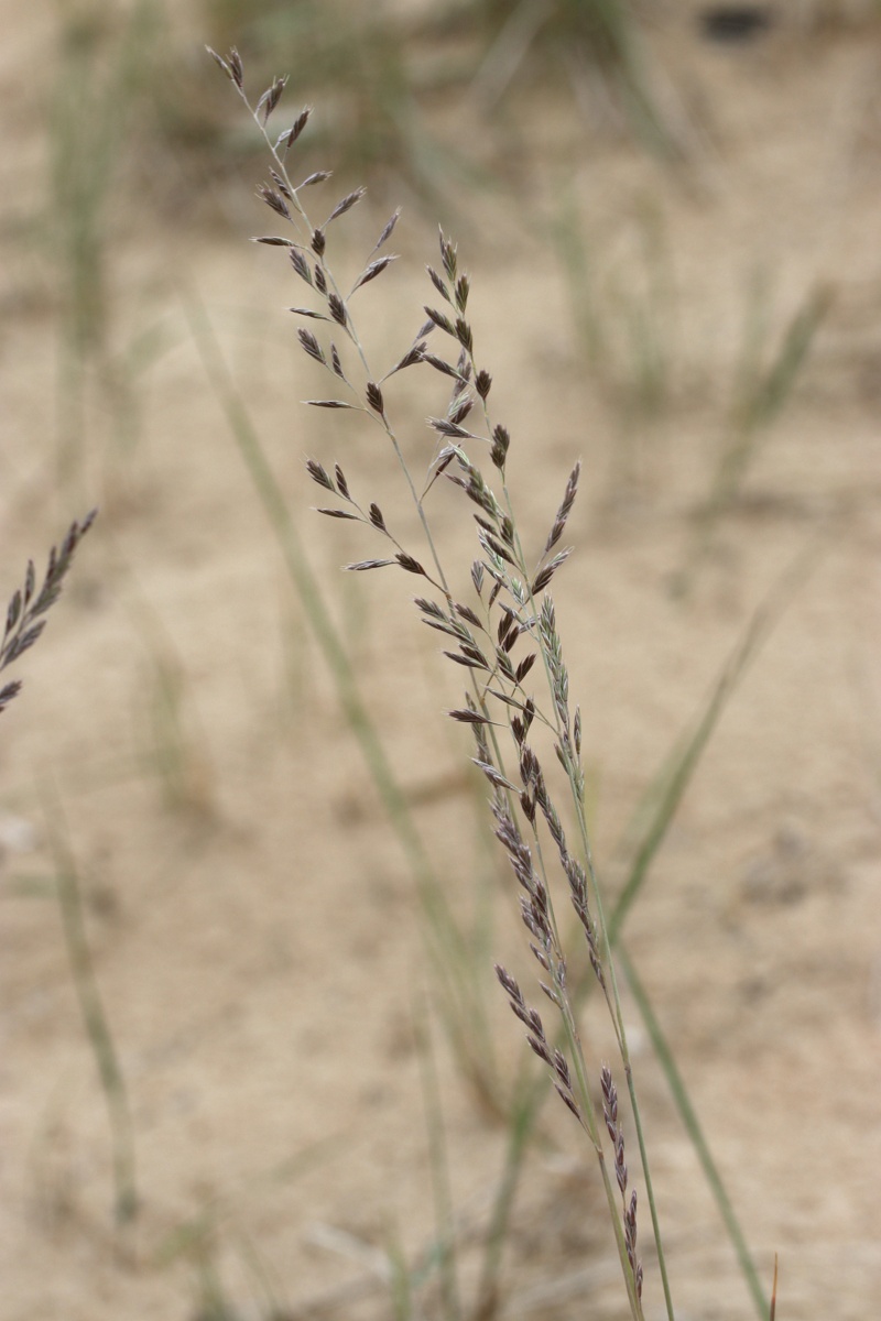 Изображение особи Festuca sabulosa.