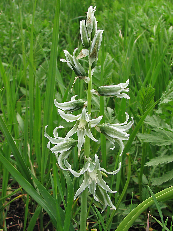 Image of Ornithogalum boucheanum specimen.