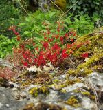 Geranium lucidum. Плодоносящее растение. Южный берег Крыма, городской округ Ялта, пгт Массандра, Массандровские гроты. 28.05.2023.