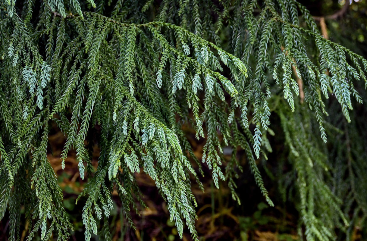 Image of Taiwania cryptomerioides specimen.