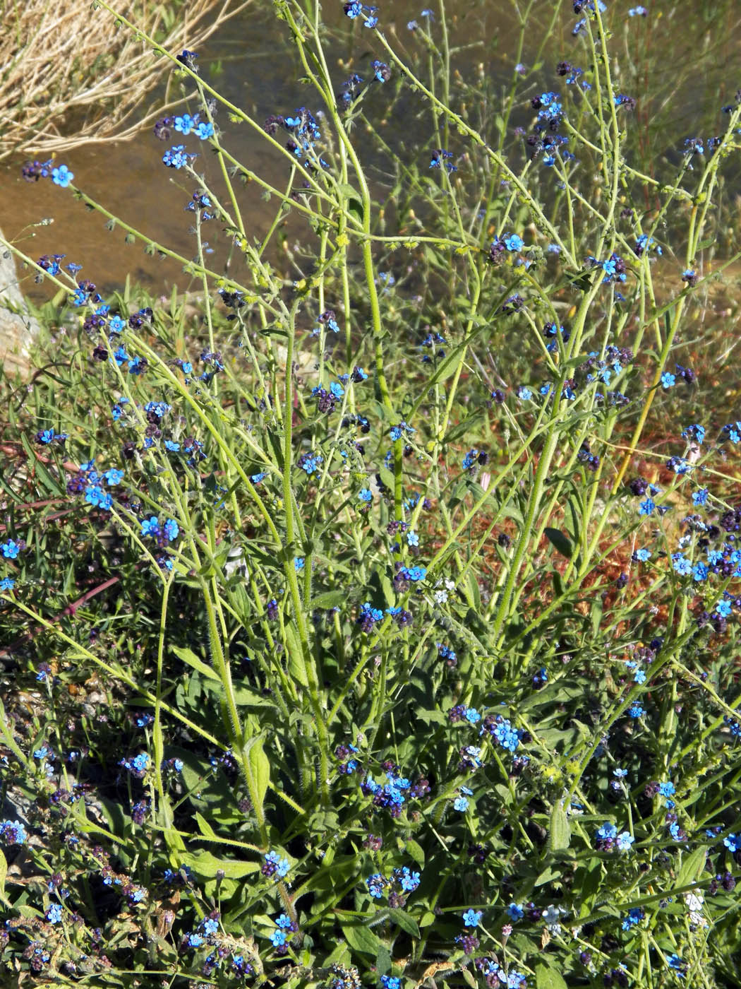 Изображение особи семейство Boraginaceae.