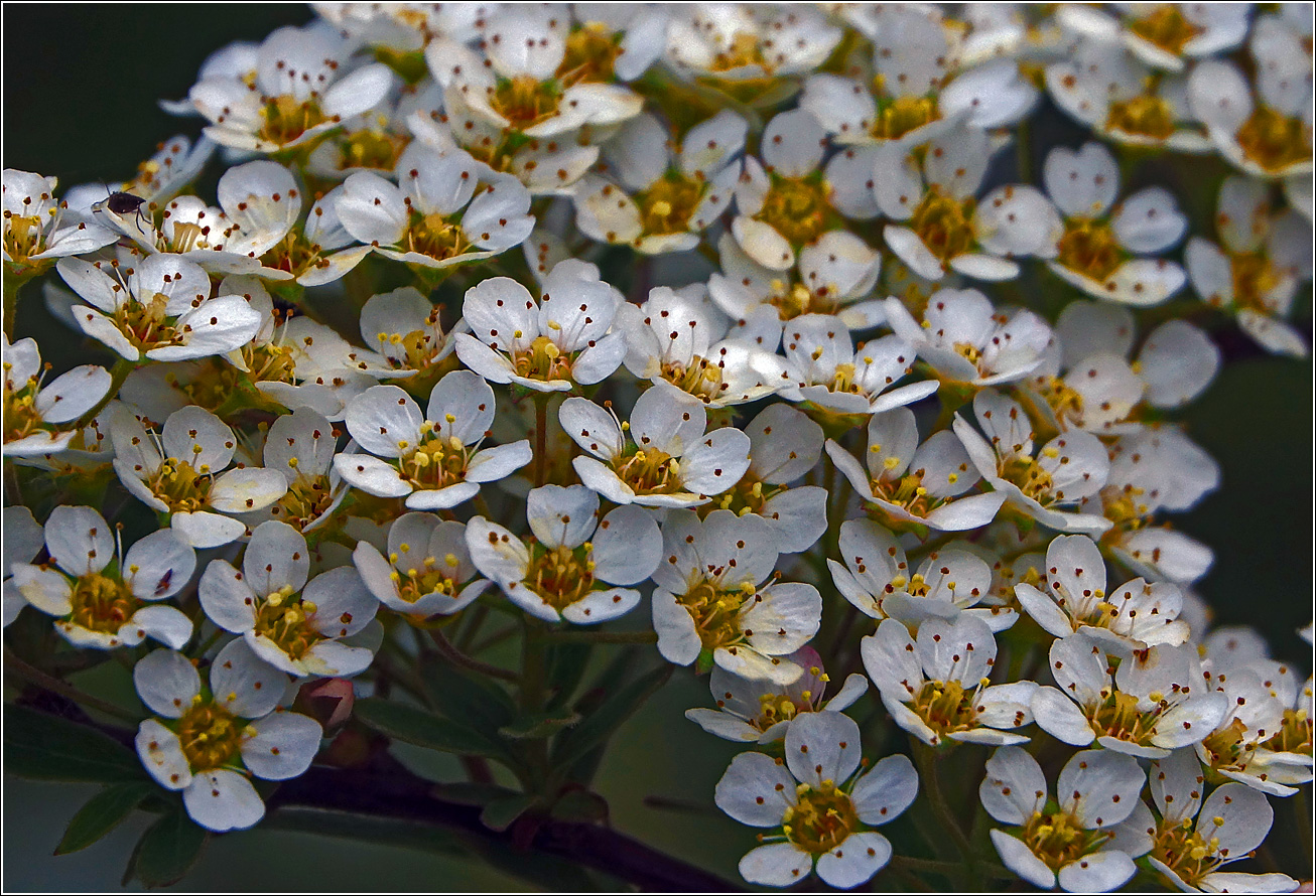 Image of Spiraea &times; cinerea specimen.