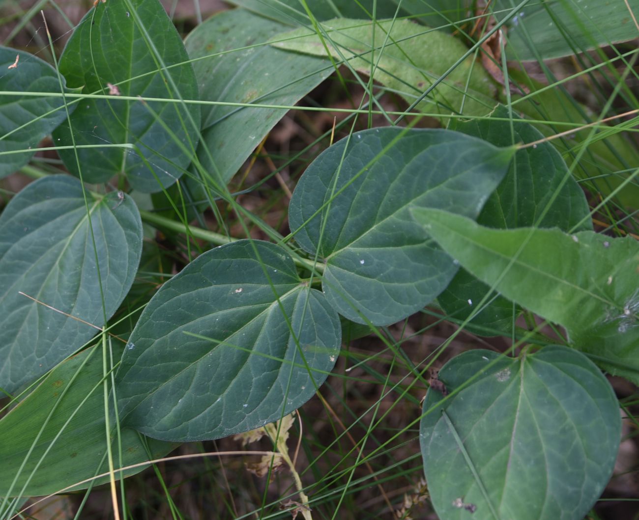 Image of genus Vincetoxicum specimen.