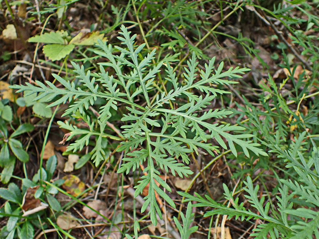 Image of Ambrosia artemisiifolia specimen.