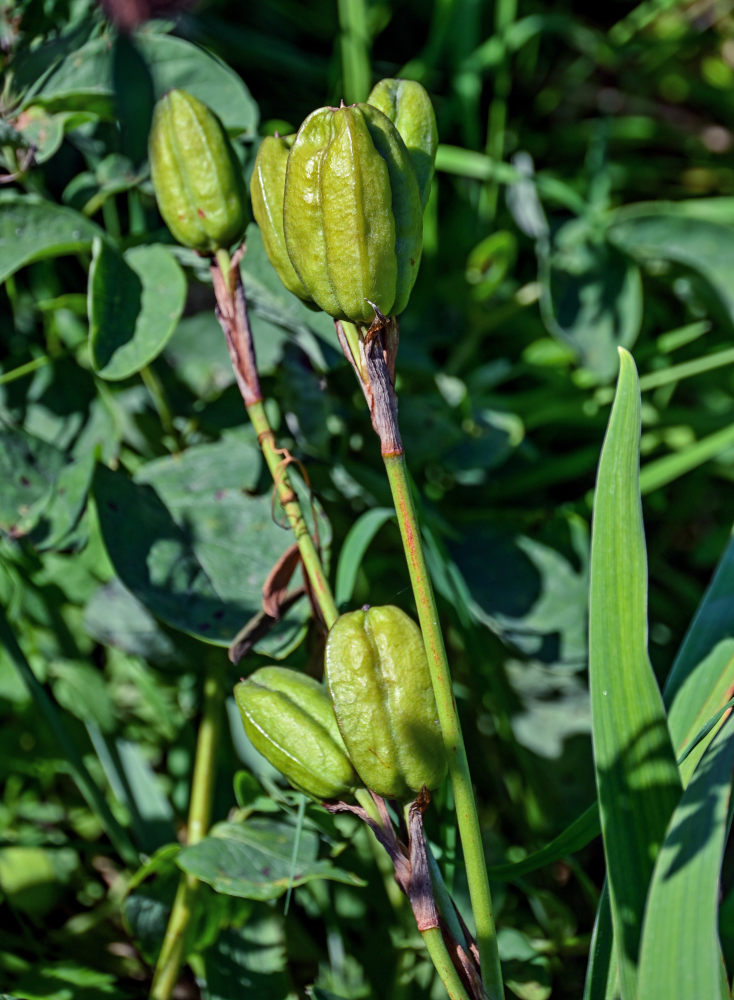 Изображение особи Iris setosa.