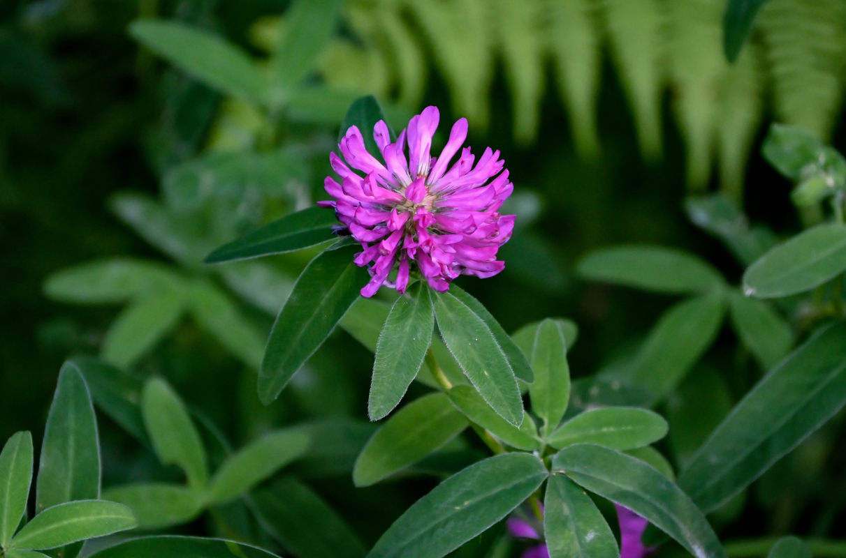 Изображение особи Trifolium medium.