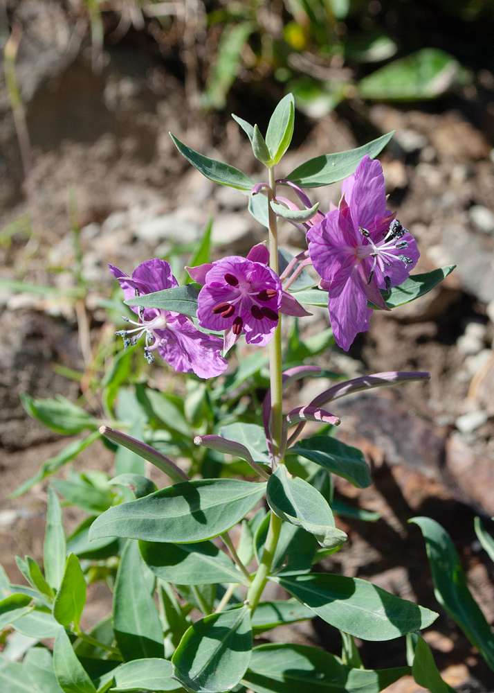 Image of Chamaenerion latifolium specimen.