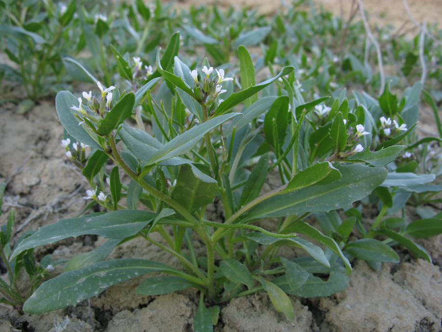 Image of familia Brassicaceae specimen.