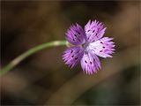 genus Dianthus