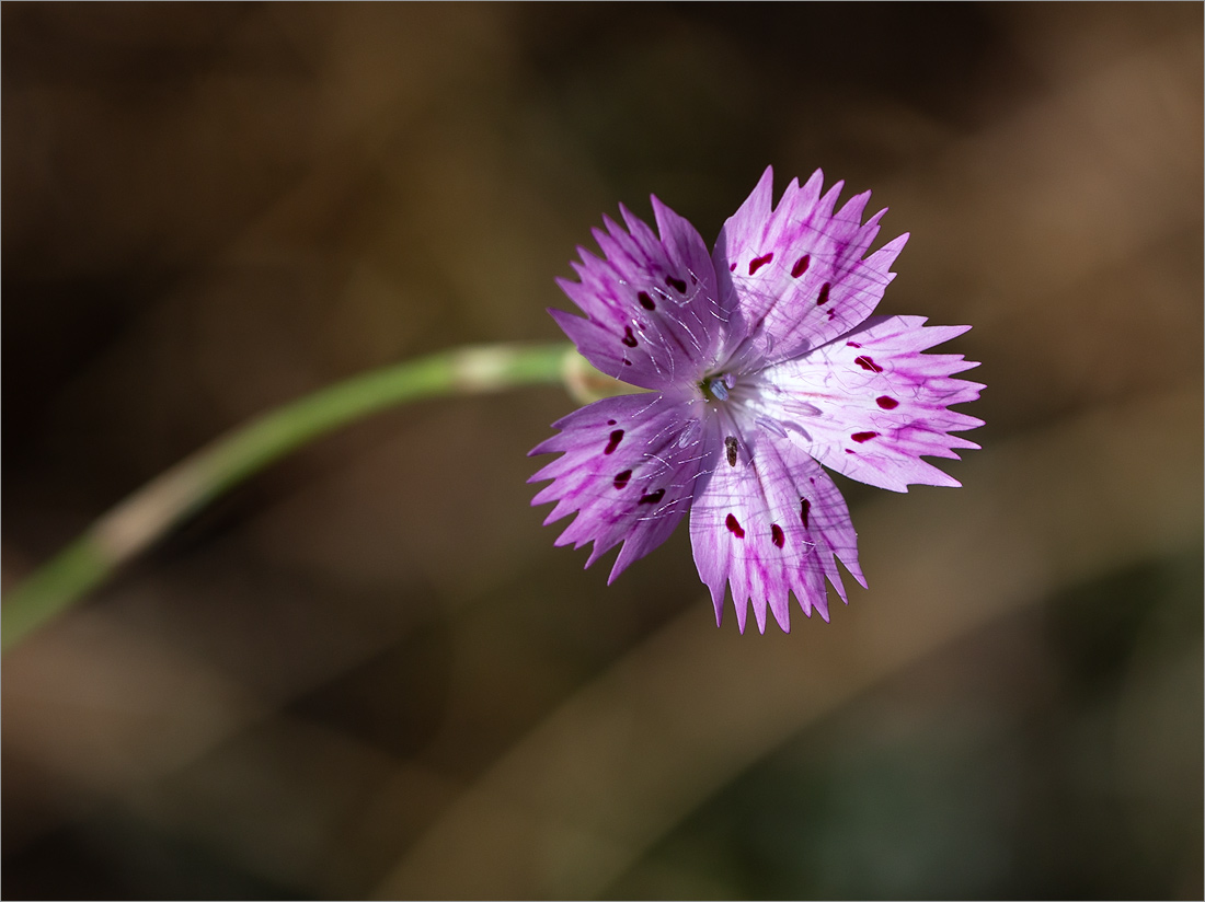 Изображение особи род Dianthus.