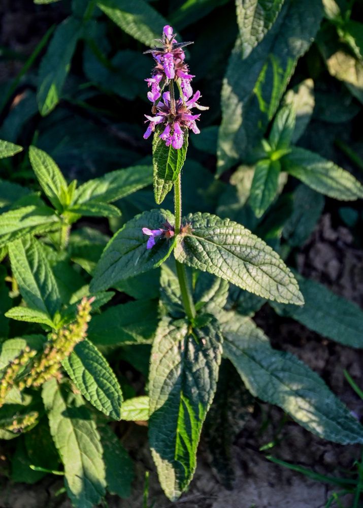 Изображение особи Stachys palustris.