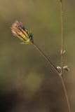 Bidens bipinnata. Часть веточки с соплодием. Краснодарский край, г. Сочи, м-р Лазаревское, антропогенно изменённый каменистый берег р. Псезуапсе. 04.11.2024.