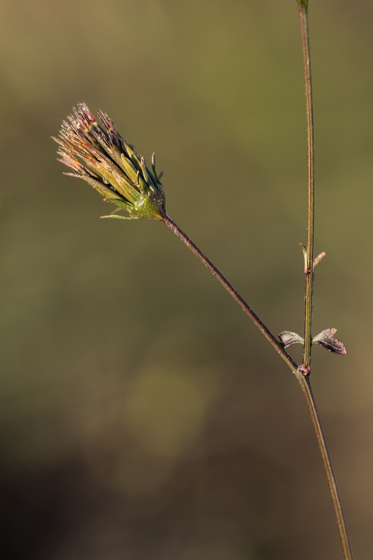 Изображение особи Bidens bipinnata.