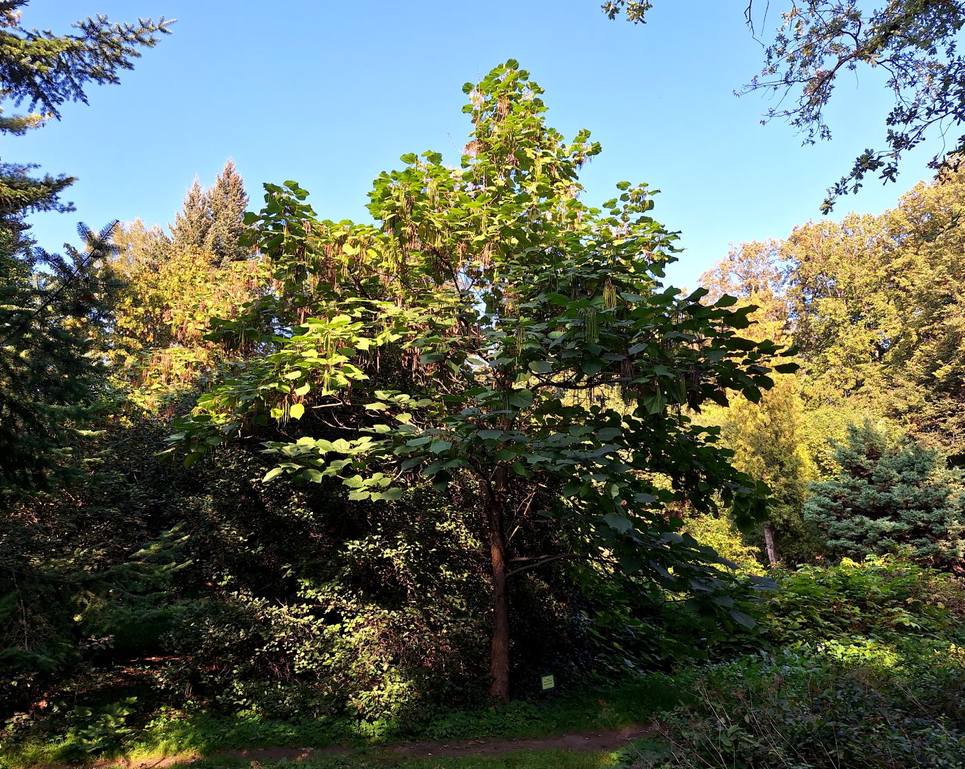 Image of Catalpa bungei specimen.