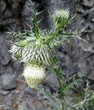 Cirsium echinus. Верхушка побега с соцветием. Республика Северная Осетия – Алания, Владикавказ, окр. с. Нижний Ларс, под скалой. 02.08.2024.