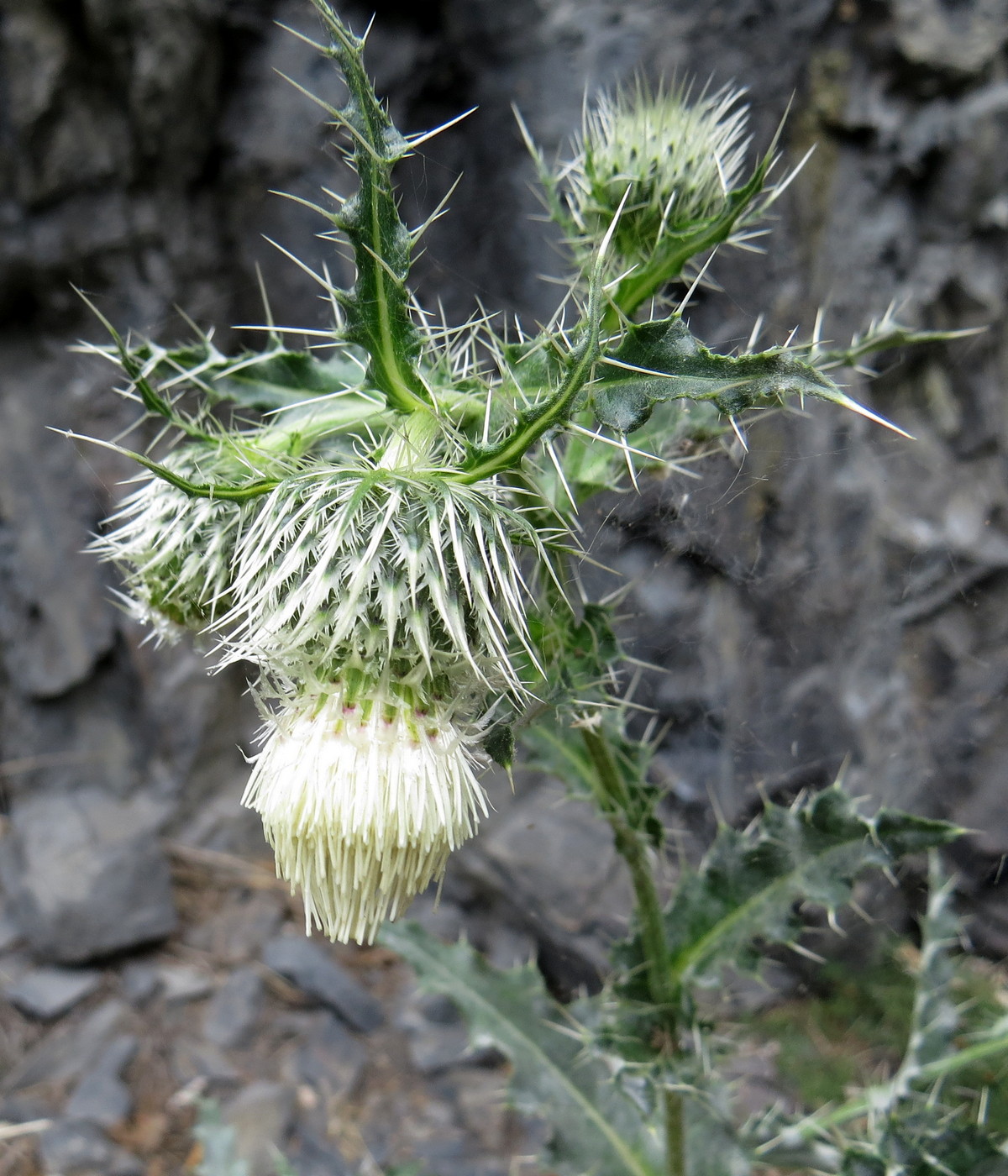 Изображение особи Cirsium echinus.