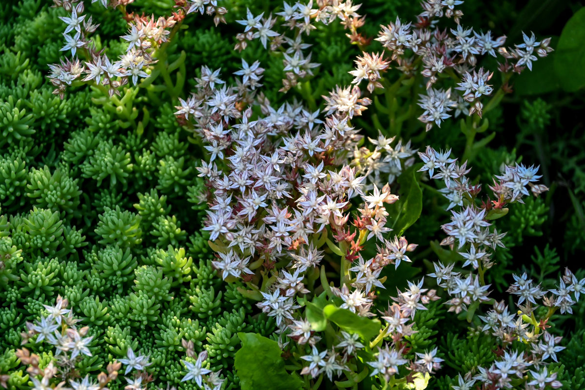 Image of genus Sedum specimen.