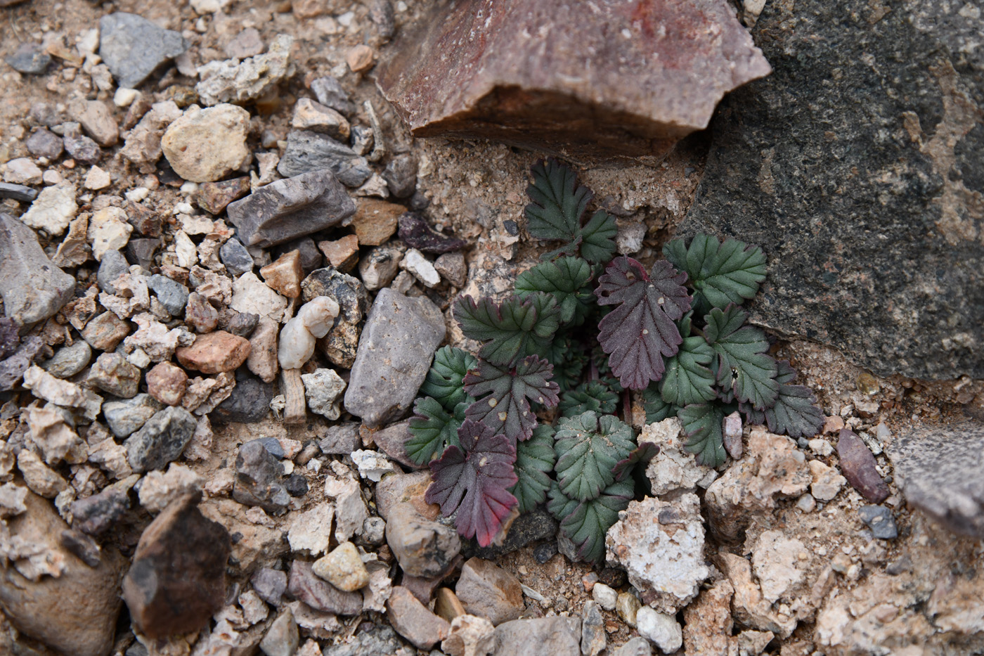 Изображение особи Erodium oxyrhynchum.