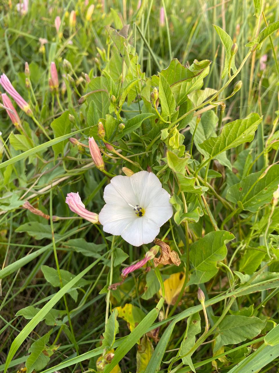 Image of Convolvulus arvensis specimen.