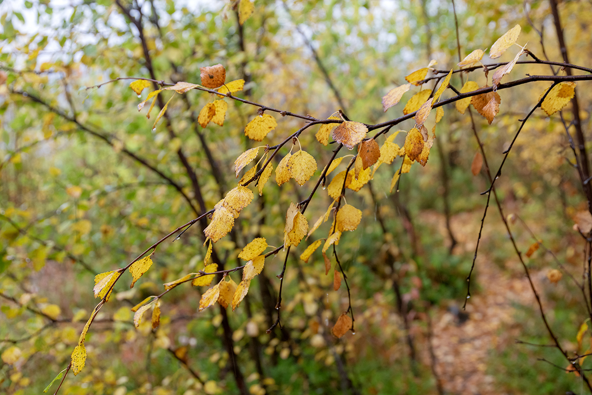 Изображение особи Betula czerepanovii.