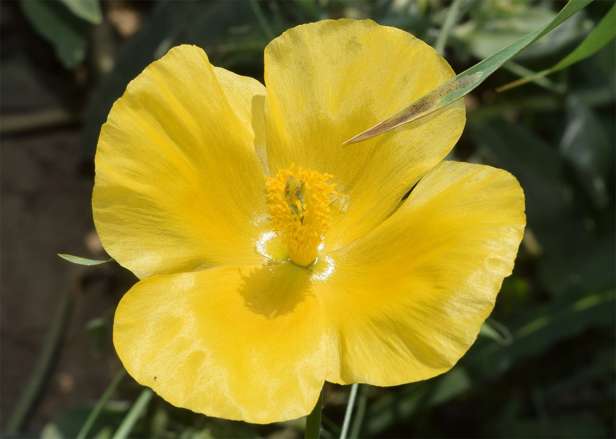 Изображение особи Glaucium fimbrilligerum.