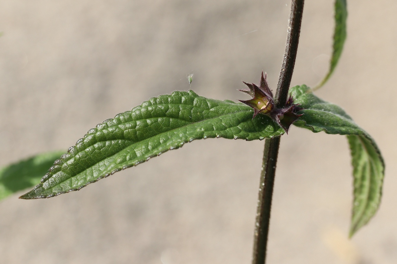 Image of Stachys palustris specimen.
