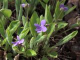 Viola hirta