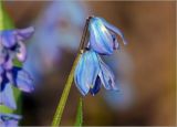 Scilla siberica