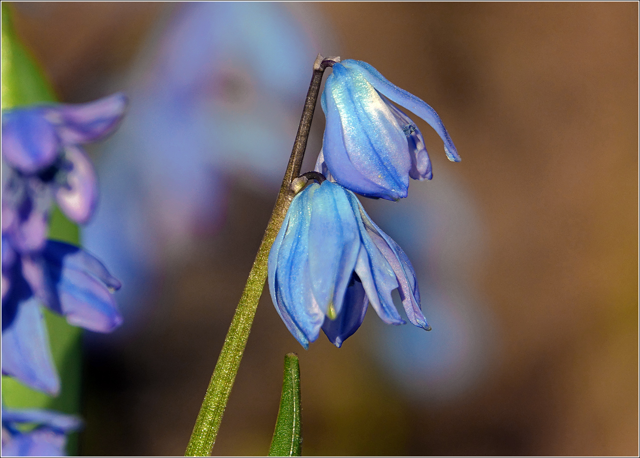 Image of Scilla siberica specimen.