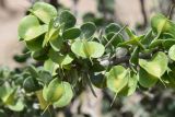 View full-size image Zygophyllum gontscharovii