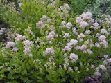 View full-size image Ceanothus americanus